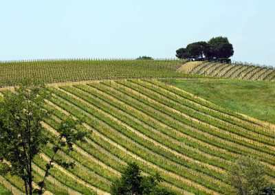 The Cirgà vineyard
